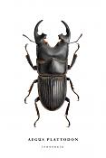 aegus platyodon